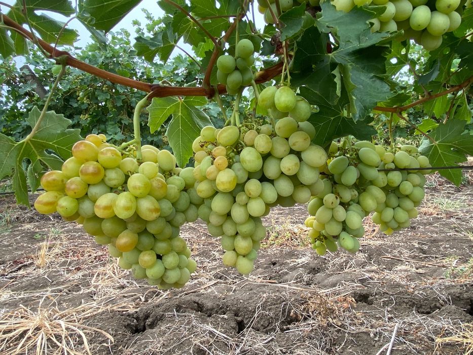Продавам грозде Мерло,Памид и Брестовица