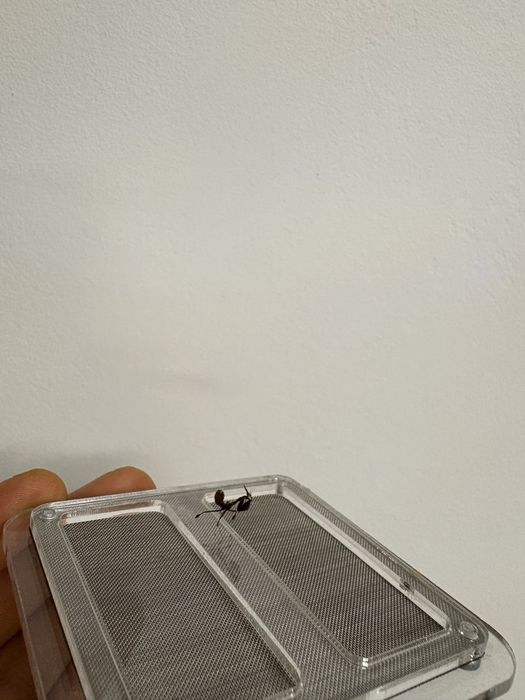Nimfa 1 cm Insecta exotica calugarita fantoma rarã ( terariu / hrana ) o experienta de conectare cu natura La cerere avem si alte specii