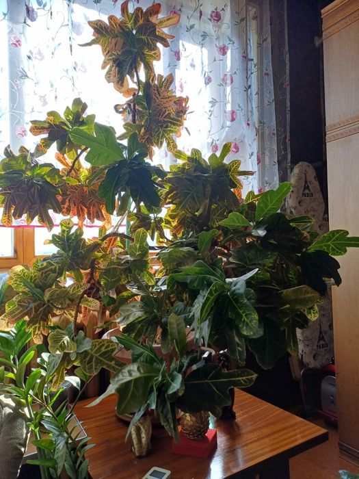 Кротон (кодиеум)