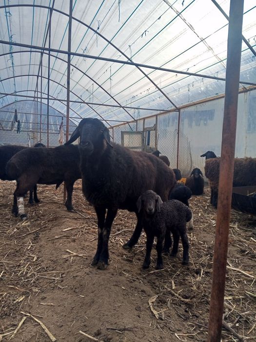 Ona bola qo'ylar sotiladi Peshko' tuman