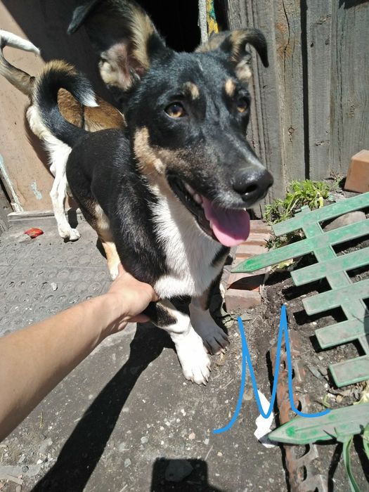 Щенки звоночки/..