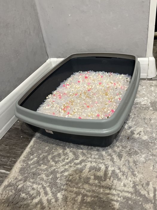 Срочно отдам кота