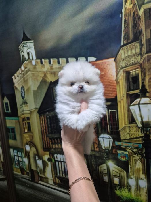 Кремовые щпицы ,продажа