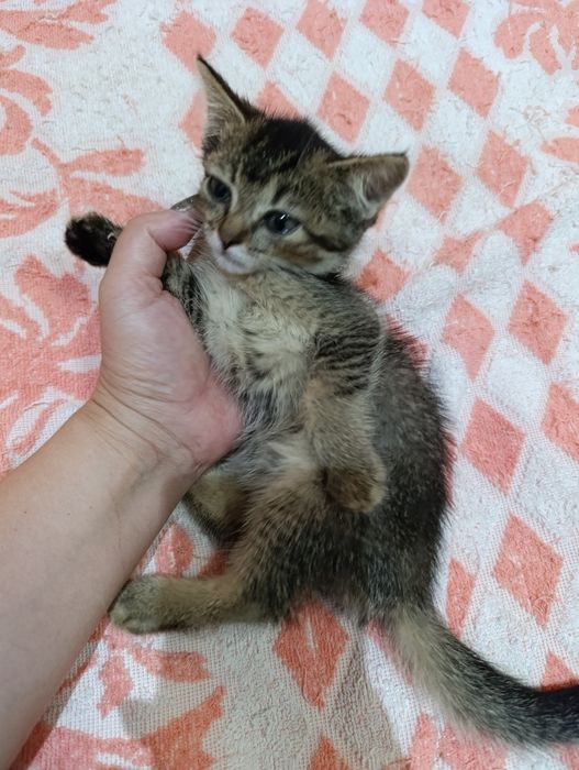 Продается котёнок девочка Скоттиш страйт.