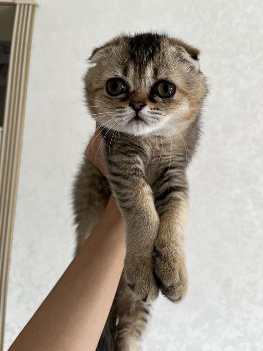 шотландская вислоухая котенок