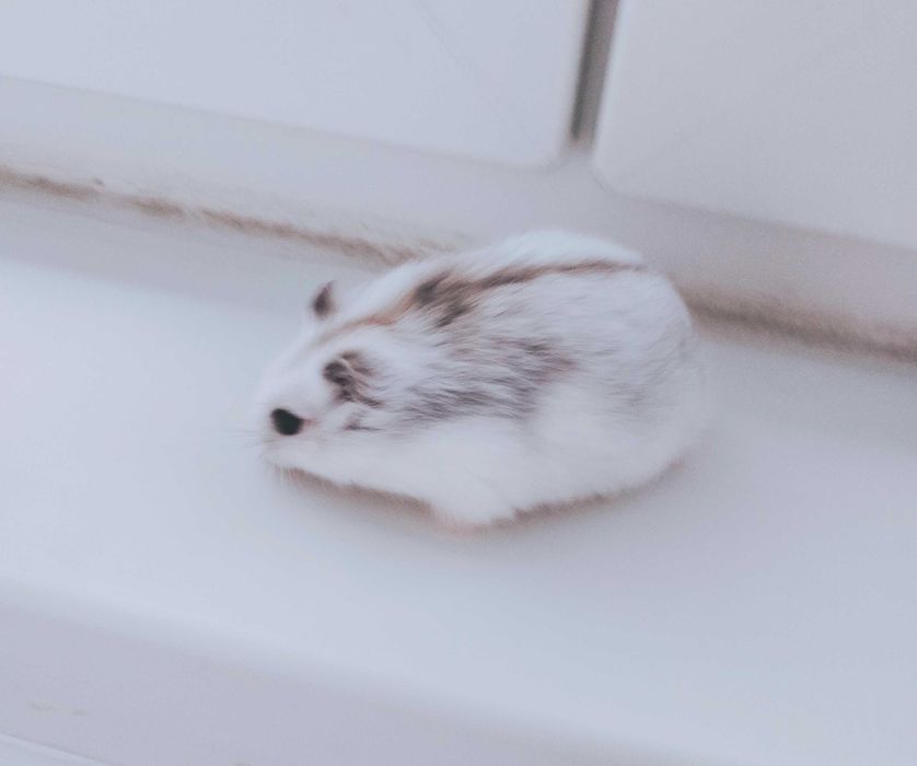 Hamsteri albi foarte deosebiți și cuminți micuți și cuminți