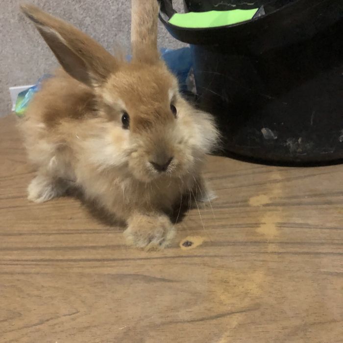 Продаются кролики