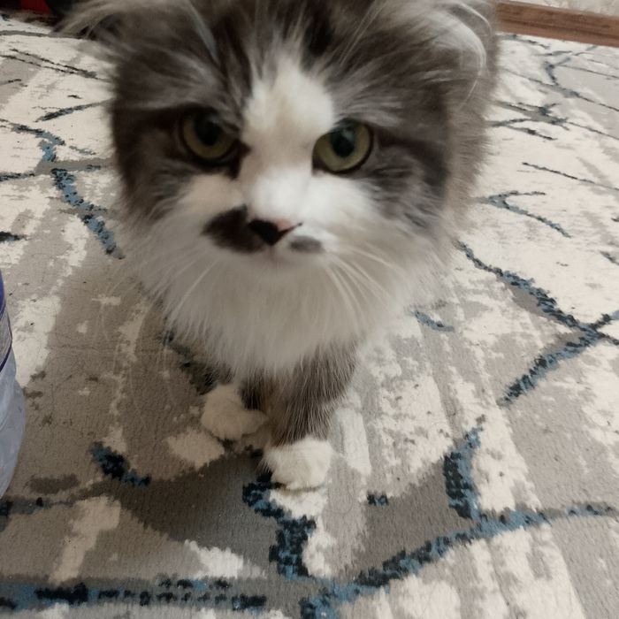 Shoshilinch! Premium uzun junli mushuk sotiladi

Juda chiroyli, opp