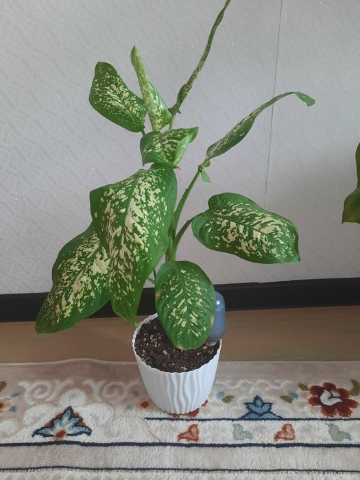 Продам дифенбахию