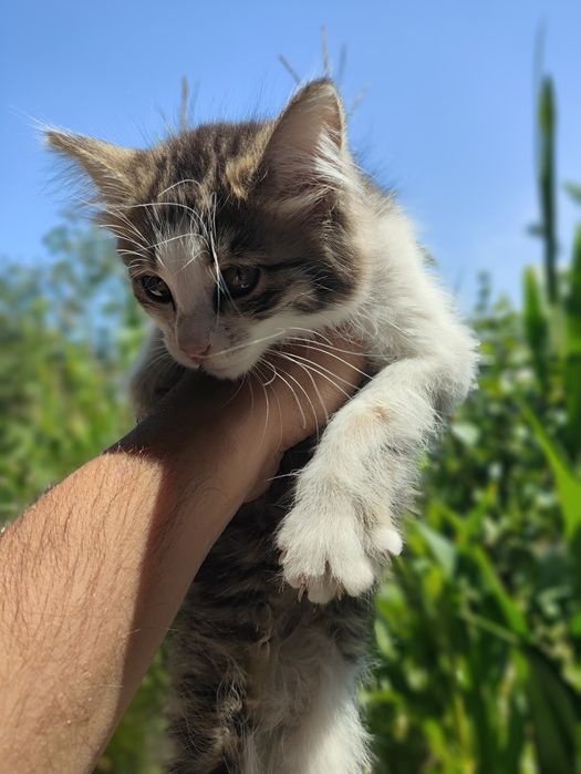 Mushuk bolalari hadya qilinadi, sharti boqaman degan insonlar olsin