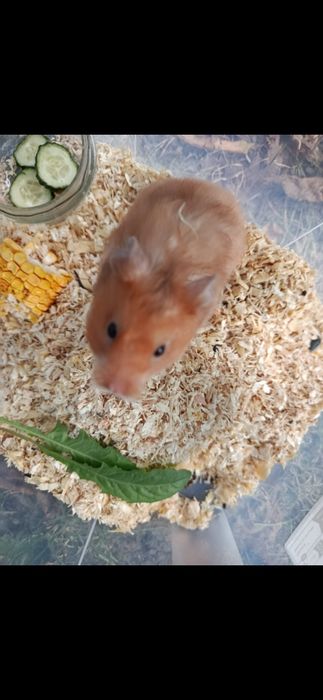 Hamsteri sirieni