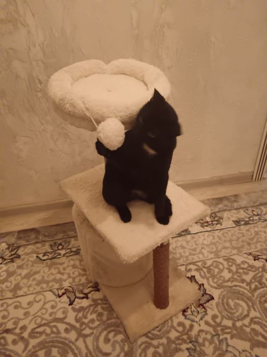 Кошкин дом, коготочки,игрушка включены