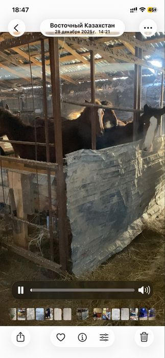 Продам тайчиков с откорма