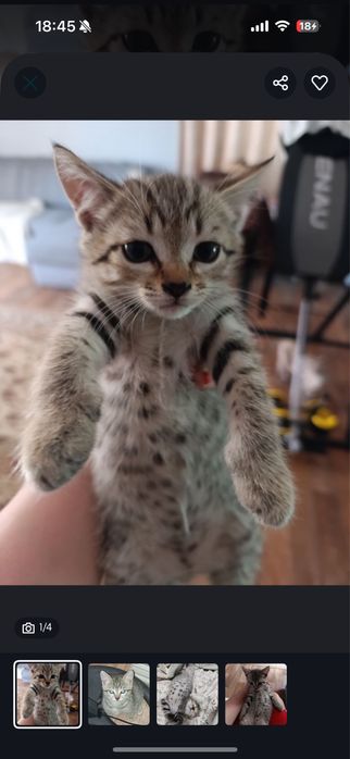 Котенок красивый окрач