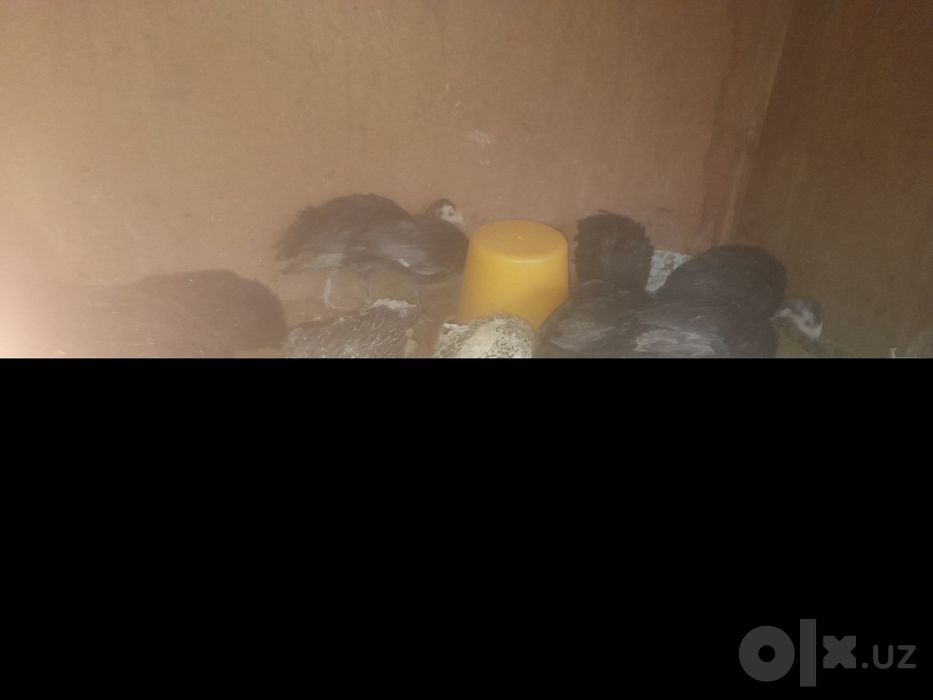 Kurka jojalari bor sotladi