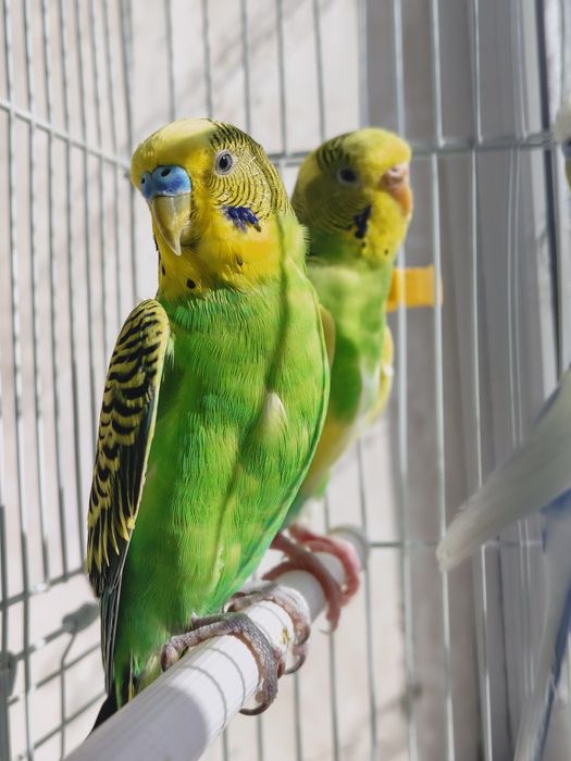 Продам попугай 2 зеленых