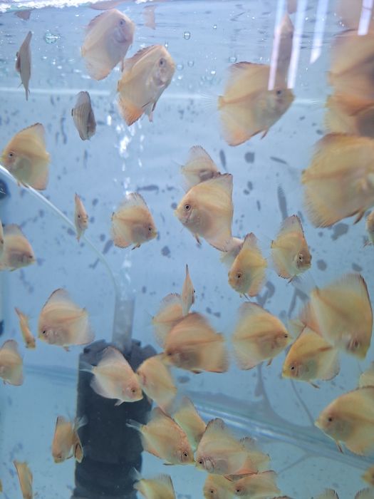Pești discus de vanzare