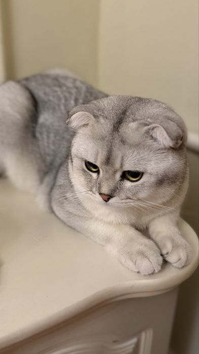 Красавец ищет невесту! Xotin qidirvomiza mujikchaga!