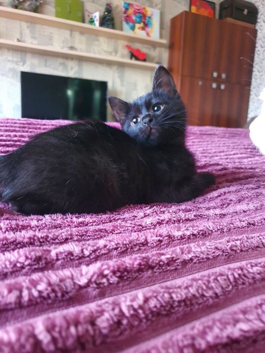 Отдам котят в добрые руки