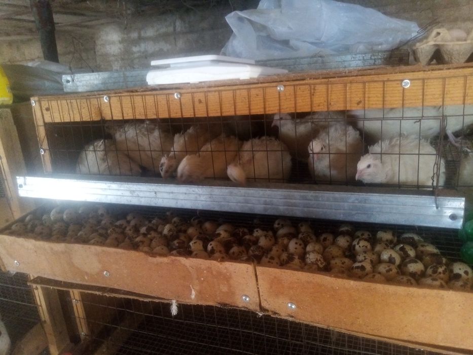 Перепелиные яйца, инкубационные.