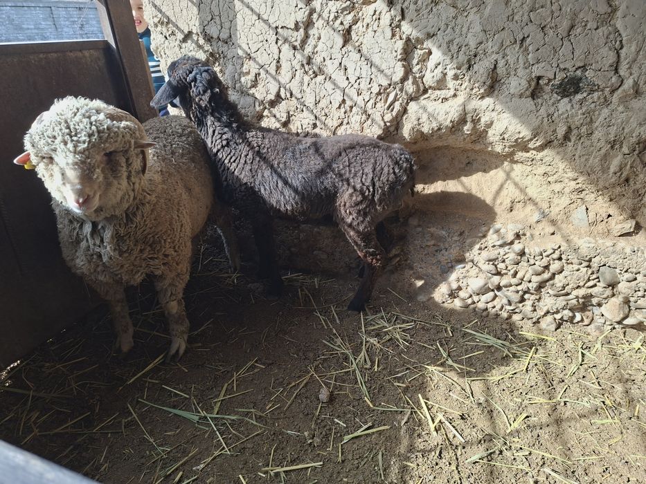 Тоқтылар сатылады