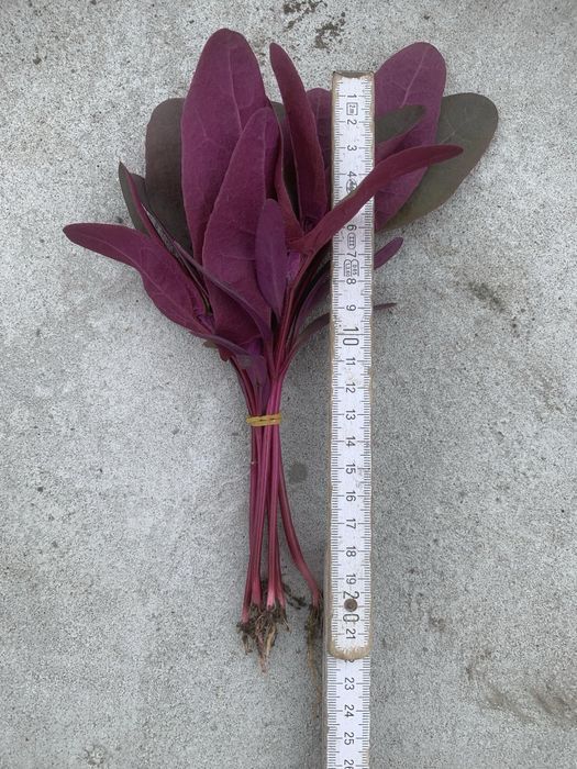 Vand ridichi , loboda la fir sau la  legatura !