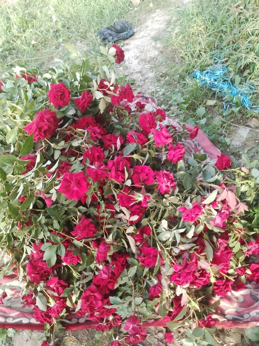 Atirgul kochatlari
