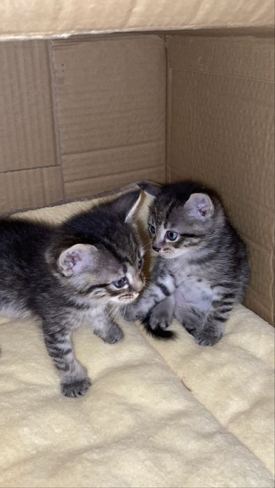 Котенок ищет дом