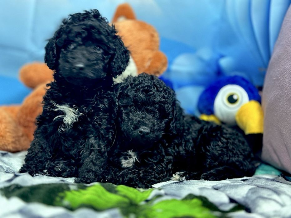 Пудел мини Момиче