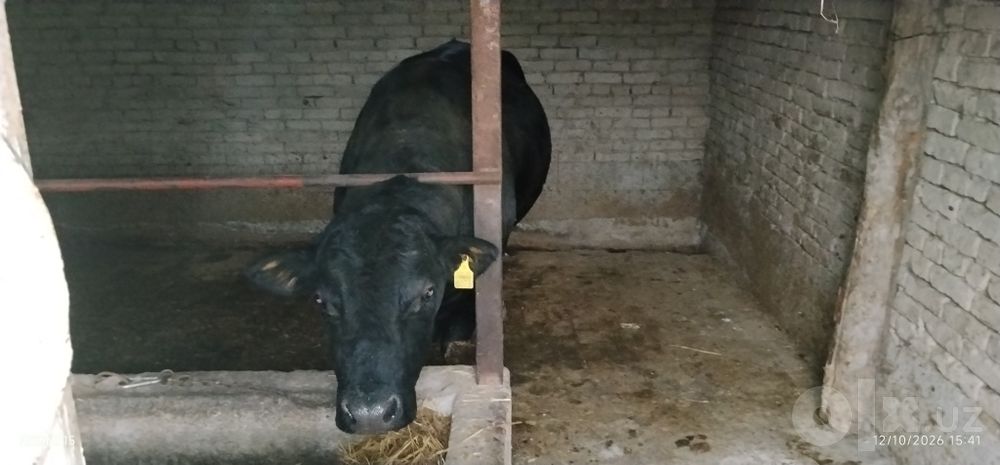 Zor olish uchun Angus buqa sotiladi narxi 6000$ kami bor
