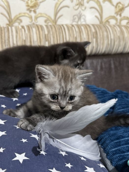 Породистые Котята
