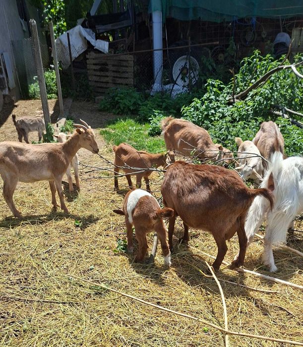 Animale domestice
