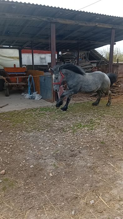 Mânz  sur de vânzare