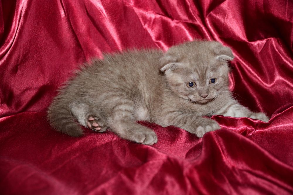 Pui de pisică Scottish Fold