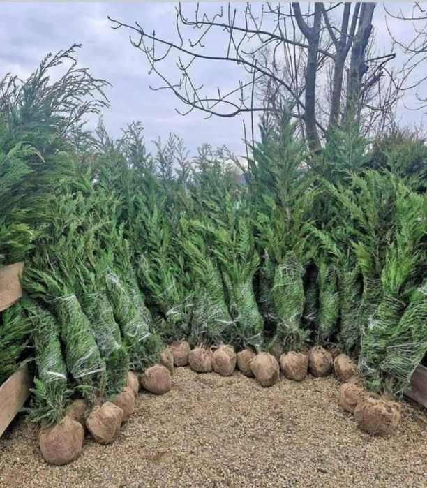 Vând tuia leylandii și mesteacăn alb