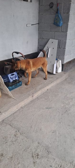 Бельгийский овчарка малиноа