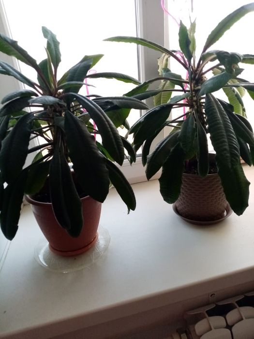 Комнатные цветы  Малочай