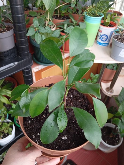 Продам растения цветы