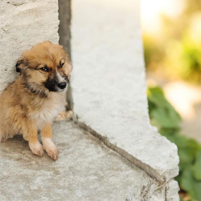 5 Căței metiș husky