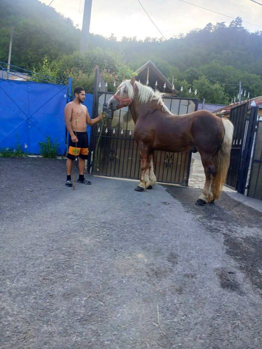 Vând Armăsar de 5 ani