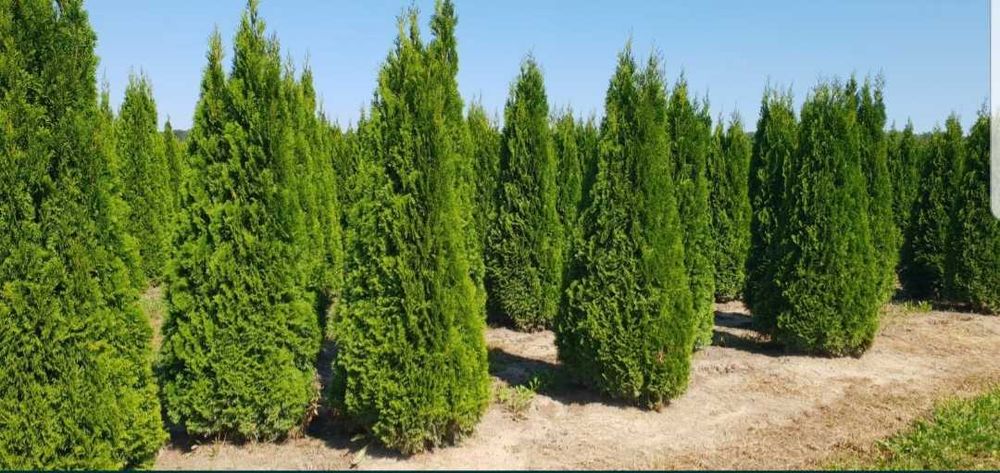 Tuia Occidentalis Smaragd | Calitate Extra | La Balot