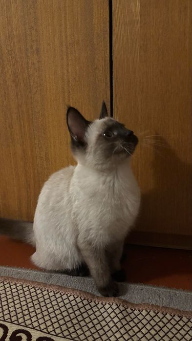 Котёнок сиамской пароды