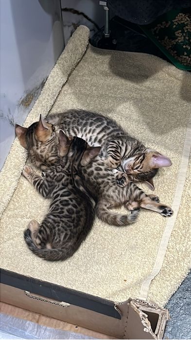 Бенгальский котенок