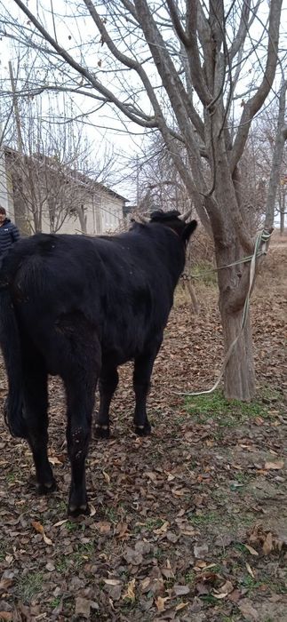 Buqa sotiladi soģlom yeyishi zòr