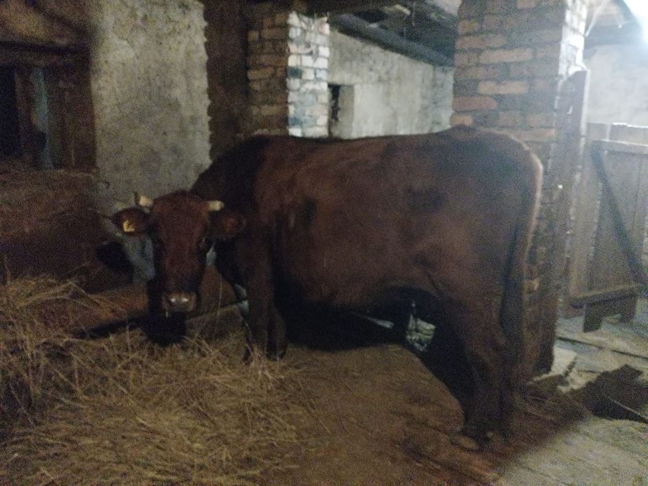 корова продаётся