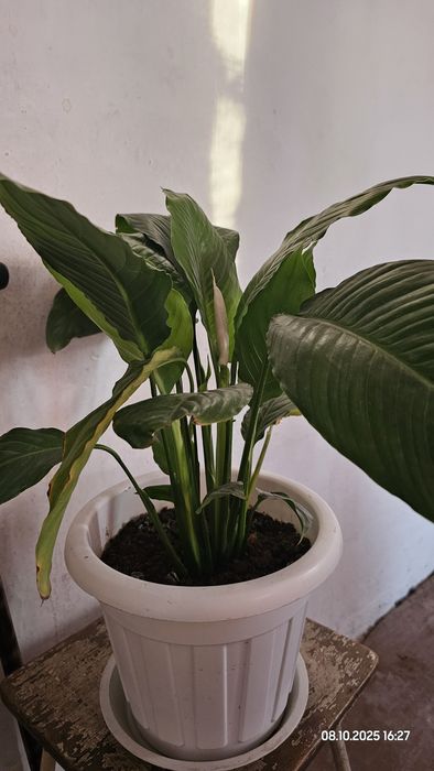 Цветок женское счастье