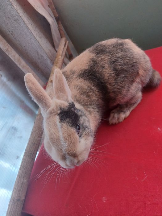 Карликовые кролики разных окрасов.