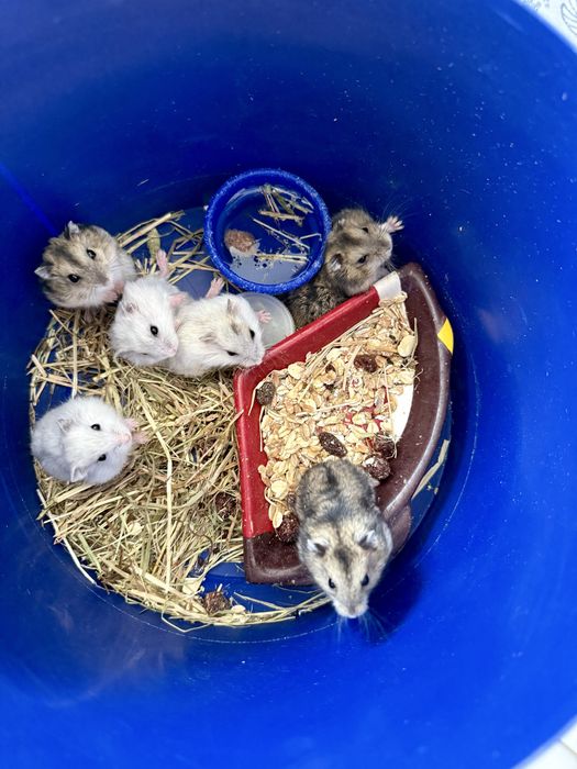 Hamsteri Siberieni