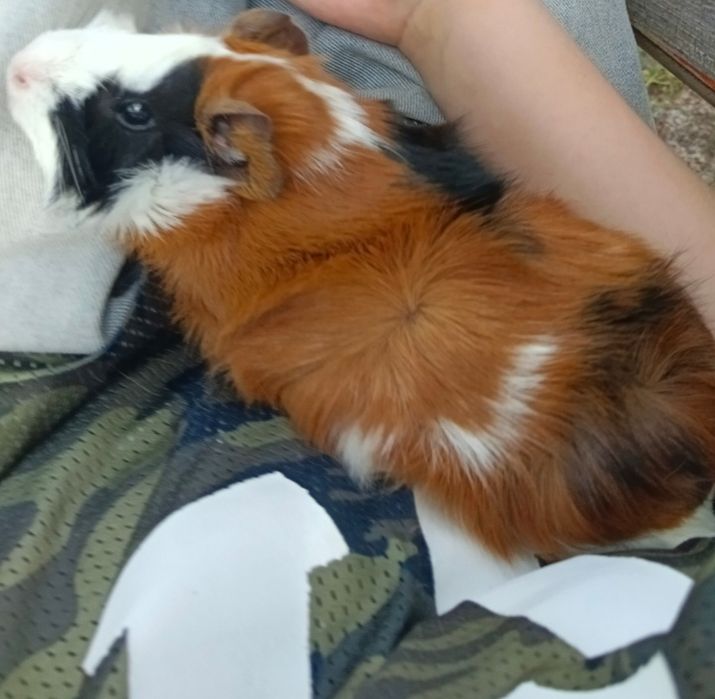 продам морскую свинку