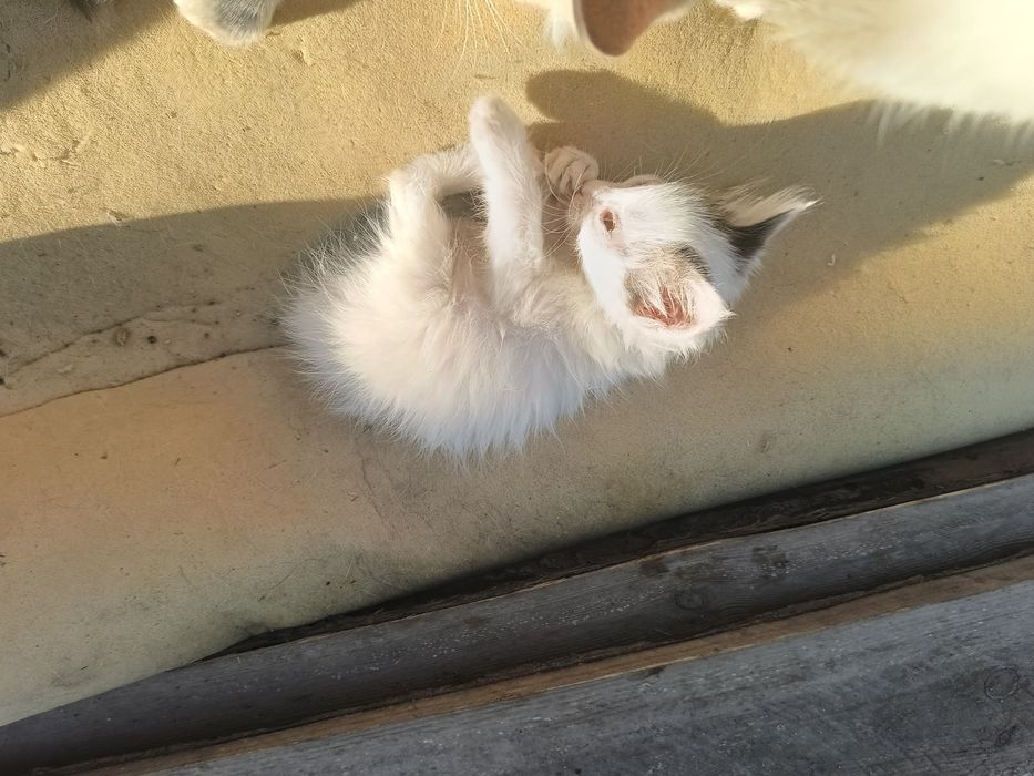 отдам кошек и котят срочно